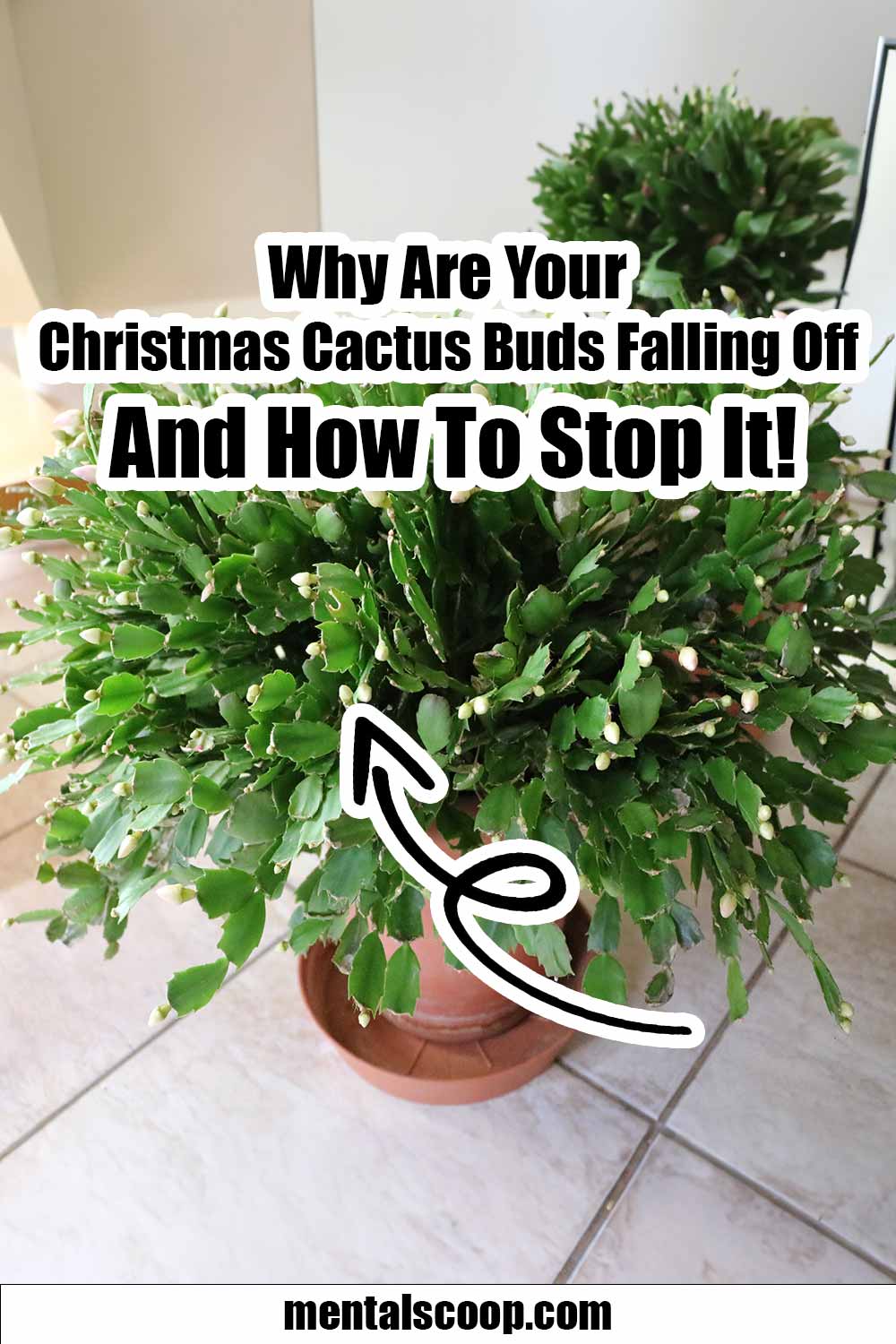 Why Are Your Christmas Cactus Buds Falling Off And How To Stop It ...