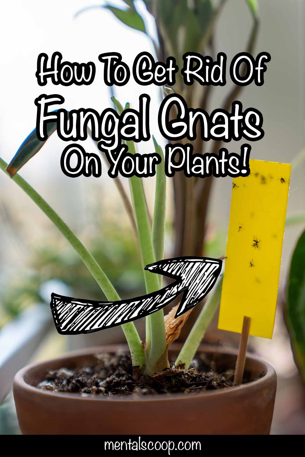 How To Get Rid Of Fungal Gnats On Your Plants! - Mental Scoop