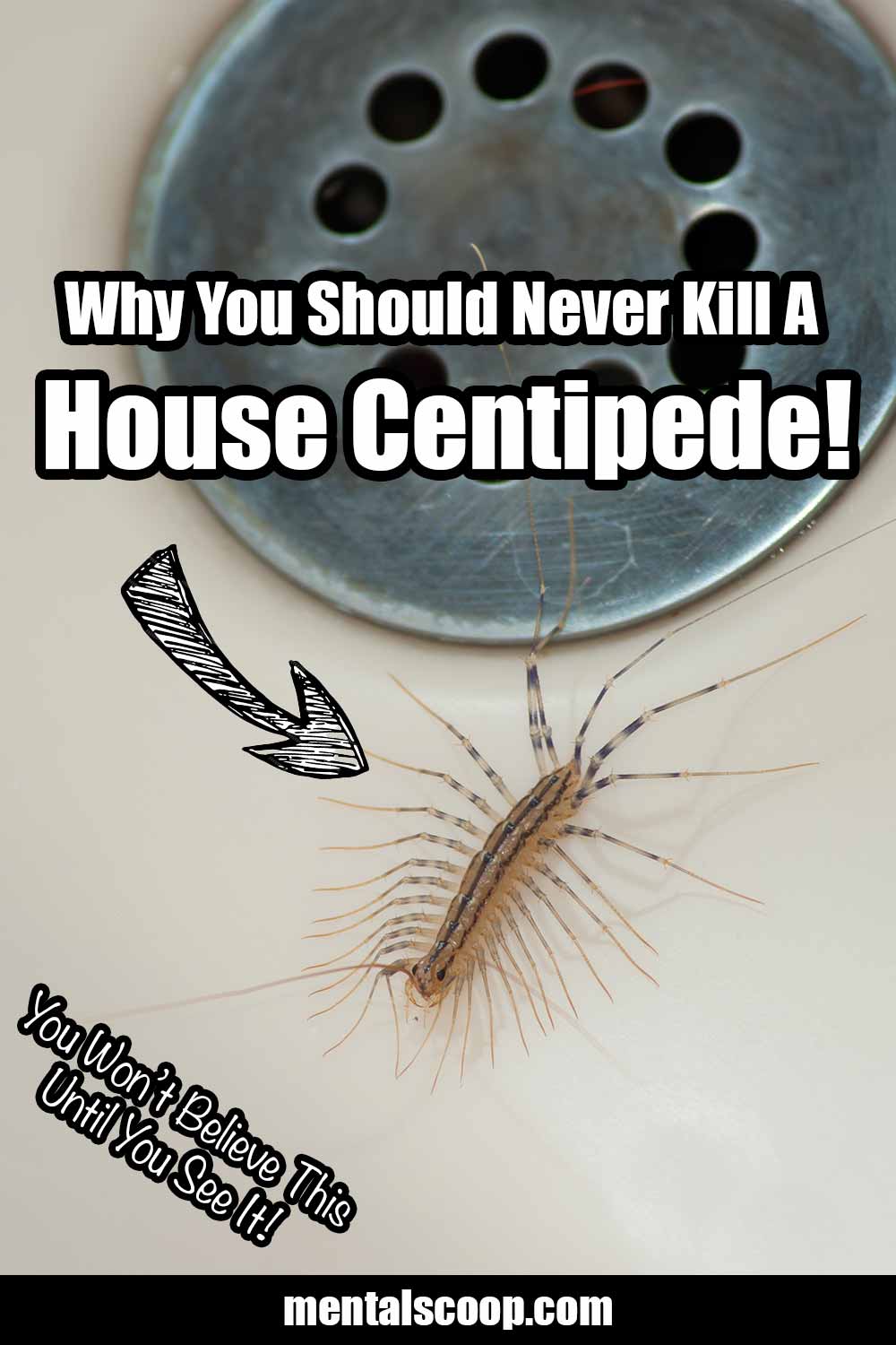 Why You Should Never Kill A House Centipede! - Mental Scoop