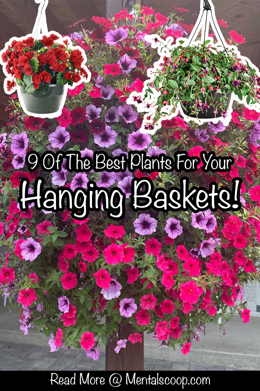 9 Of The Best Plants For Your Hanging Baskets! - Mental Scoop