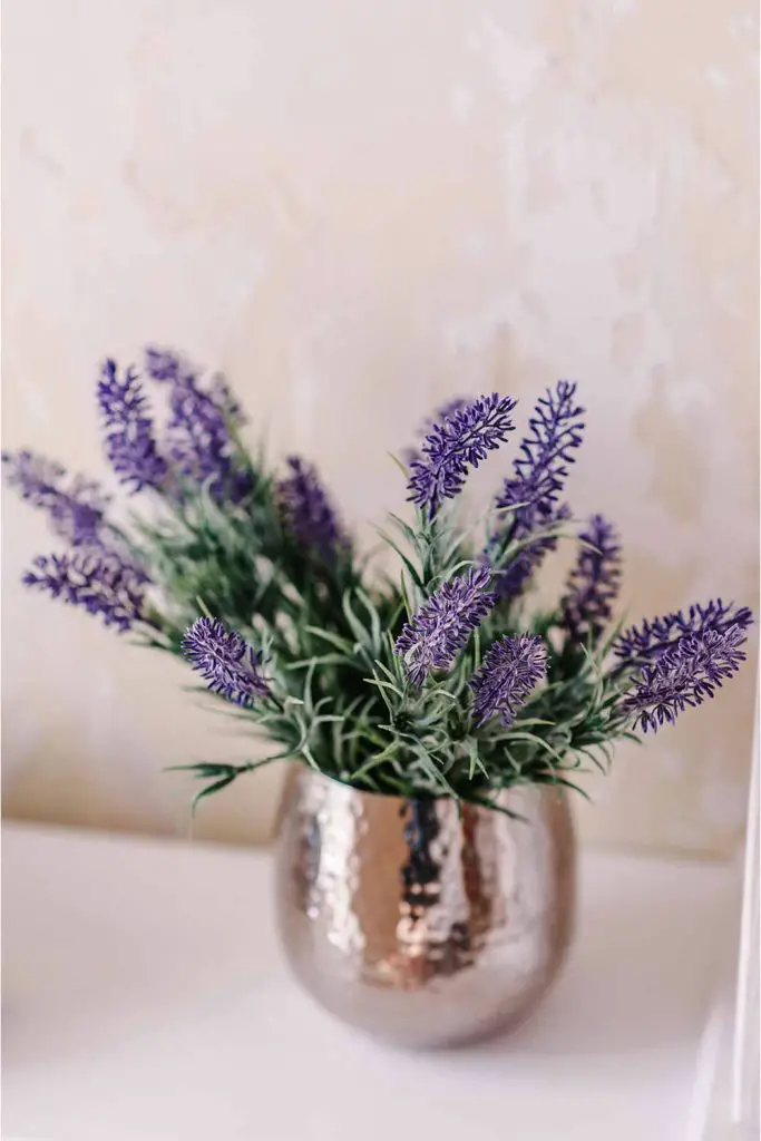 9 Reasons Why Everyone Should Have A Lavender Plant In Their Home ...