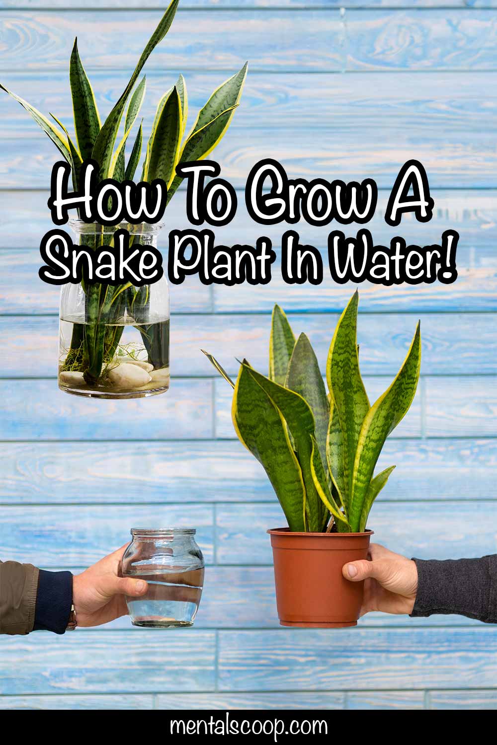 the-best-way-to-propagate-your-snake-plants