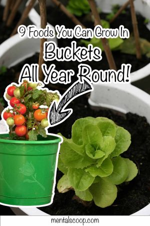 9-foods-you-can-grow-in-buckets-all-year-round - Mental Scoop