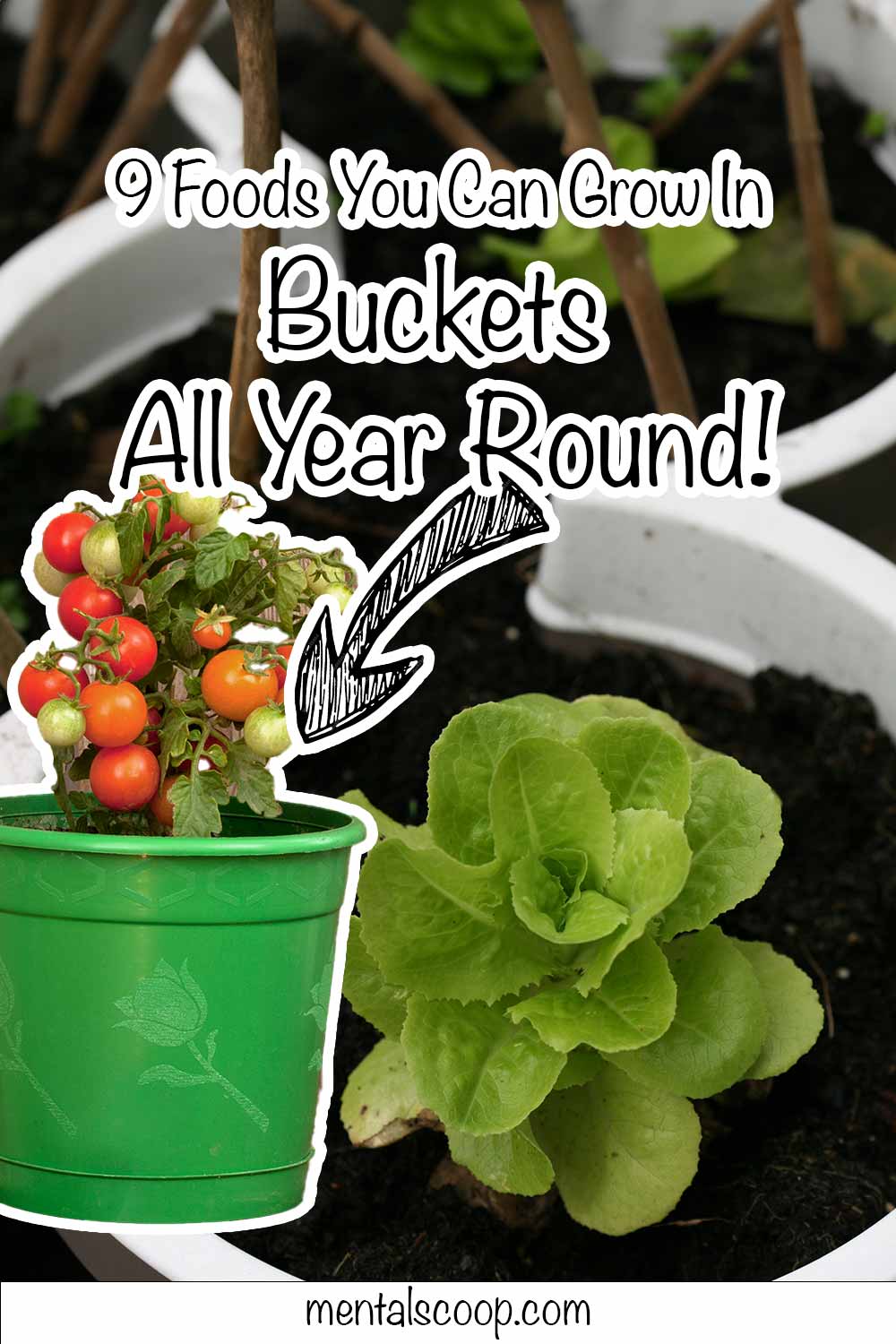 9 Foods You Can Grow In Buckets All Year Round! - Mental Scoop