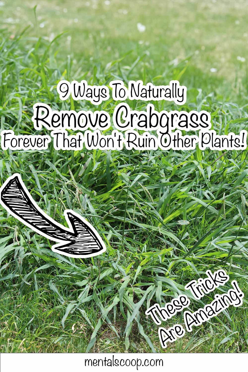 9 Ways To Naturally Remove Crabgrass Forever That Won't Ruin Other ...