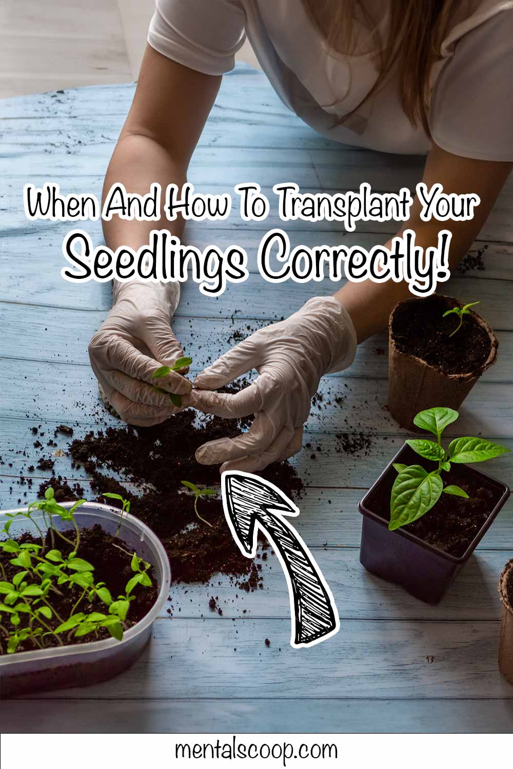 When And How To Transplant Your Seedlings Correctly Mental Scoop