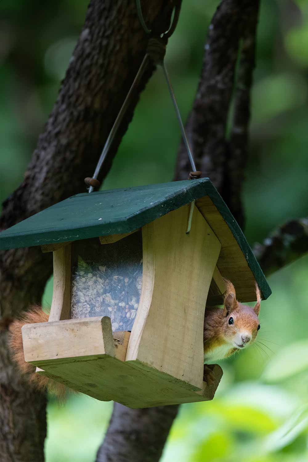 Default-9-Simple-Methods-To-Keep-Squirrels-Out-Of-Your-Bird-Feeders ...