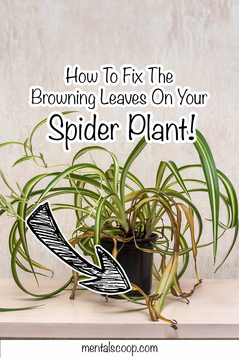 How To Fix The Browning Leaves On Your Spider Plant! - Mental Scoop