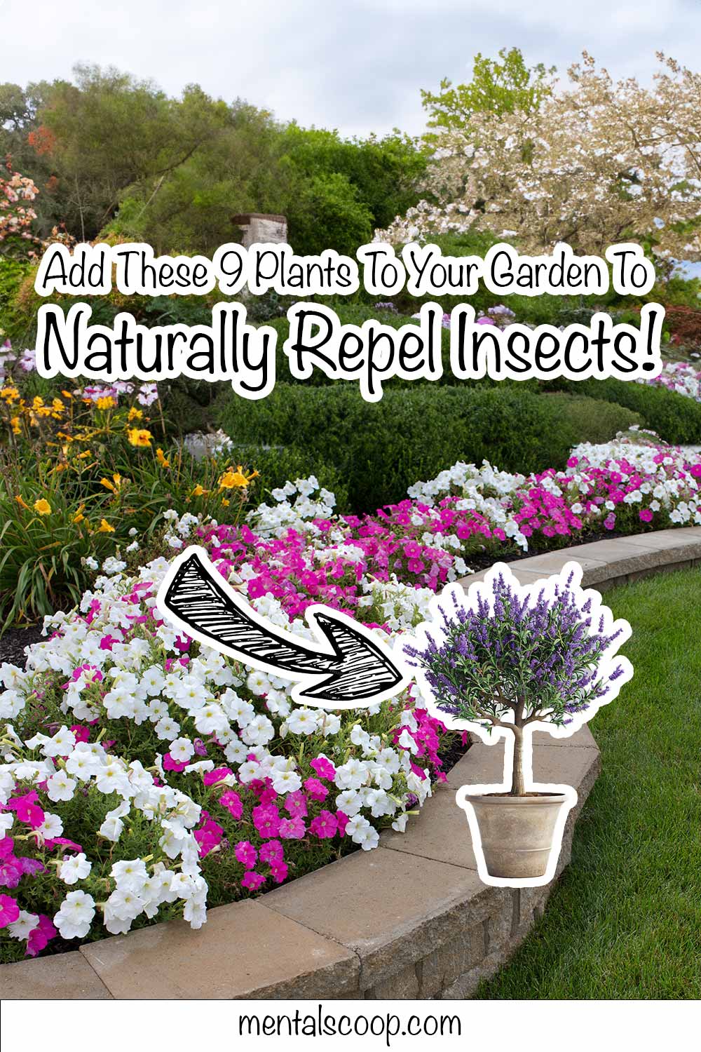 Add These 9 Plants To Your Garden To Naturally Repel Insects! - Mental ...