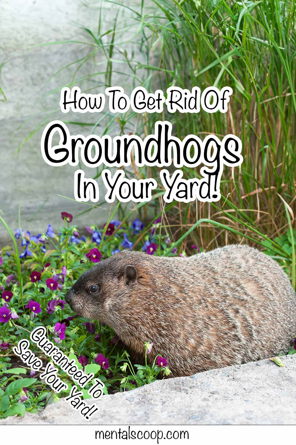 How To Get Rid Of Groundhogs In Your Yard! - Mental Scoop