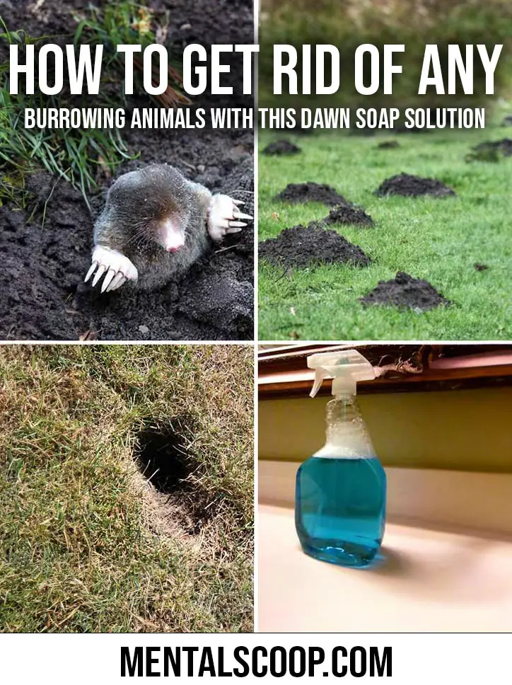 fbHow-To-Get-Rid-Of-Any-Burrowing-Animals-With-This-Dawn-Soap-Solution ...