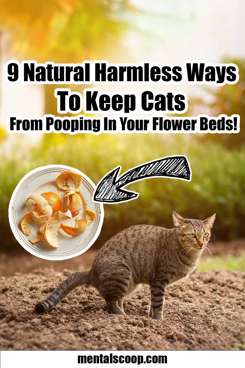 9-natural-harmless-ways-to-keep-cats-from-pooping-in-your-flower-beds