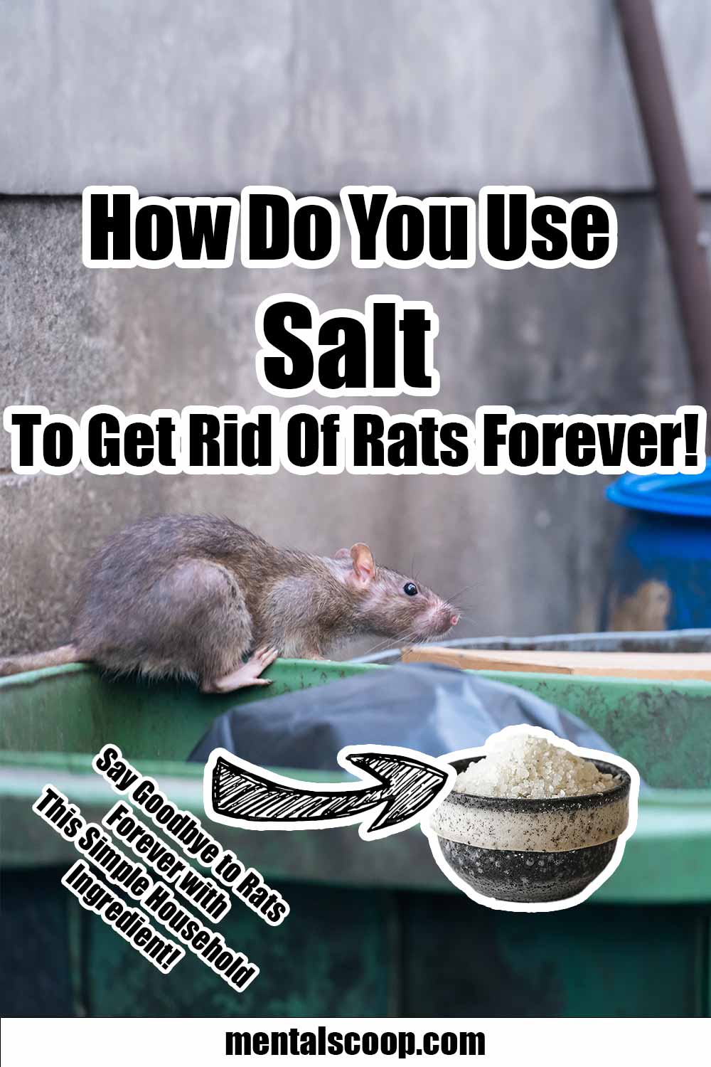 How Do You Use Salt To Get Rid Of Rats Forever! - Mental Scoop