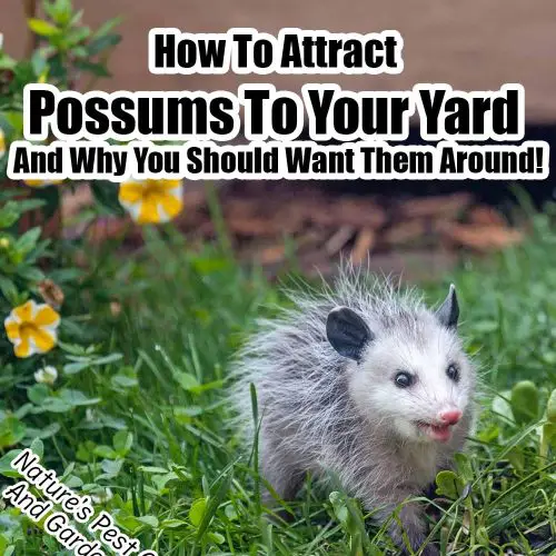 How To Attract Possums To Your Yard And Why You Should Want Them Around ...