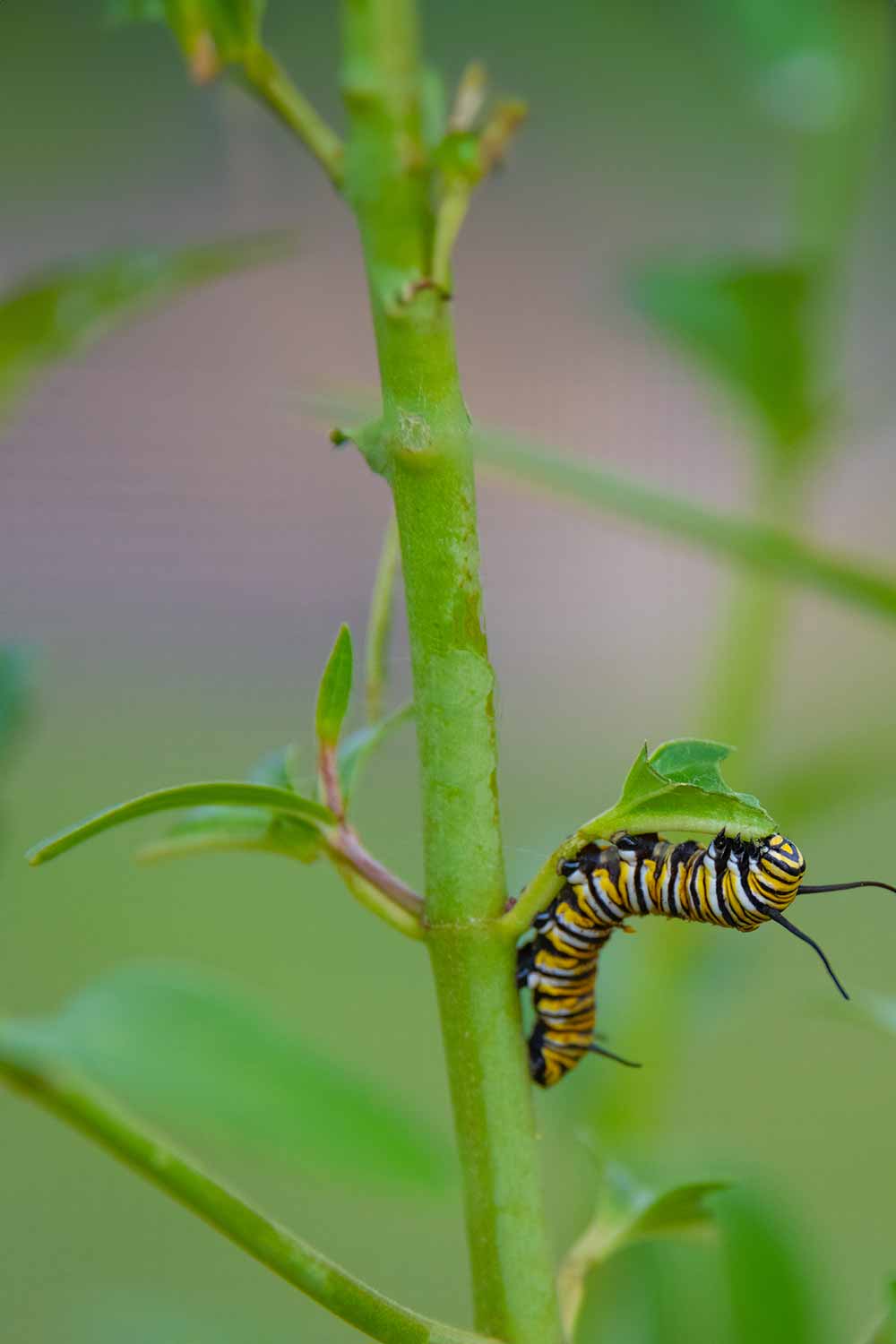 Default-How-To-Make-Your-Own-Caterpillar-Garden-And-Why-You-Should-Want ...